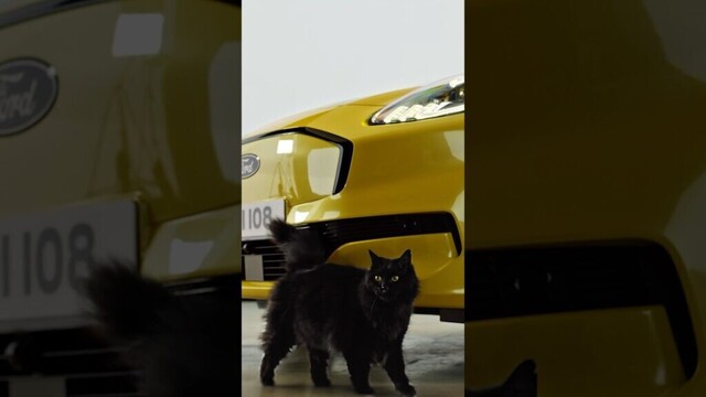 There's a New Cat on the Block... #Shorts