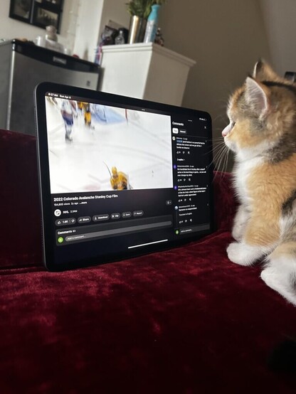 New cat is an avs fan