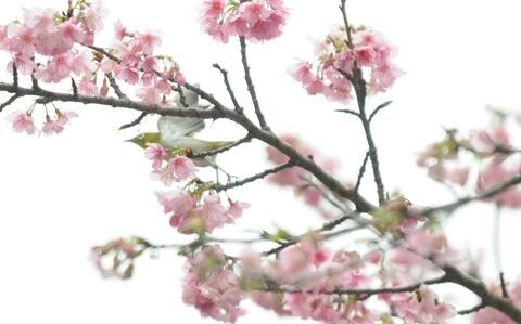 Hit the road for Okinawa’s beautiful cherry blossoms
