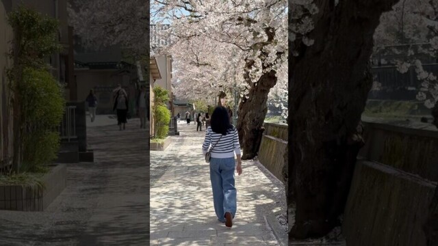 Sakura journey in Japan 🌸🌸🌸 | On Jerra’s List #travel #sakura #cherryblossoms #spring