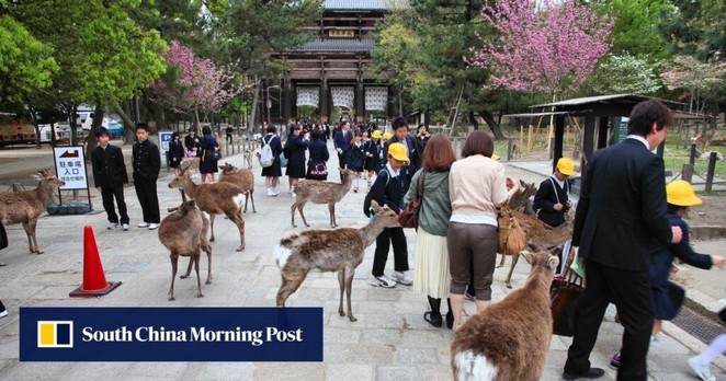 Oh, deer: Japan’s Nara boosts police patrols to curb animal abuse