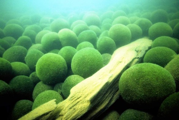 Marimo Population in Hokkaido’s Lake Akan Dramatically Declined in Past 120 Years; 10-100 Times More Abundant Before