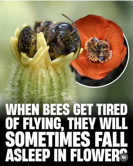 Bees tired of flying, will sometimes fall asleep in flowers