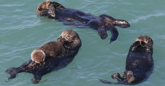 Easy Japanese news in translation: Sea otters raising pup in Hokkaido