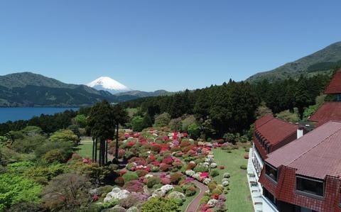 Azalea and Rhododendron Fair 2025 in Hakone, Kanagawa April 20 – May 20