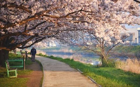 Tracing Basho’s journey Visit Soka’s historic pine-lined promenade near Tokyo
