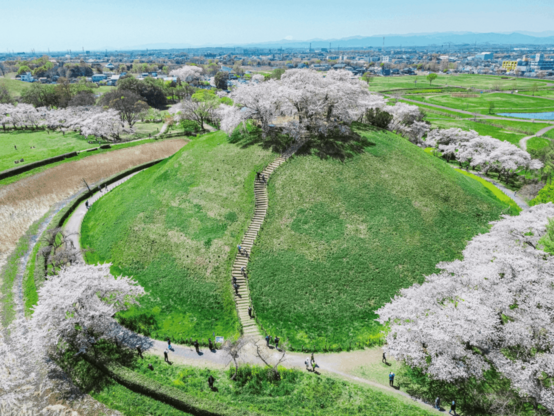 Maruhakayama Mound with sakura trees. At 105 meters in diameter, it is the largest circular burial mound in Japan. Kofun period, 6th century AD [2048x1536]