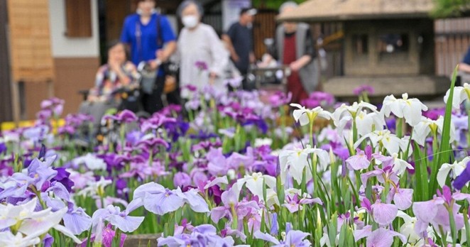 Japan Photo Journal: 6,000 iris plants in full bloom at historic Tokyo garden