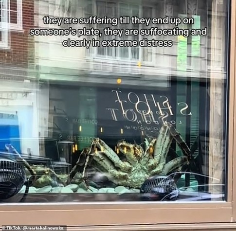 Novikov Restaurant's window display that features a live crab (pictured) has met criticism online