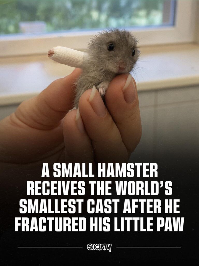 Small hamster with the smallest cast