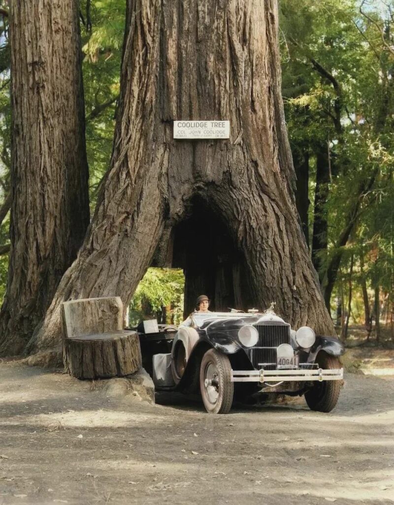 A woman drives through a hole in the trunk of a giant sequoia tree. USA, 1930s