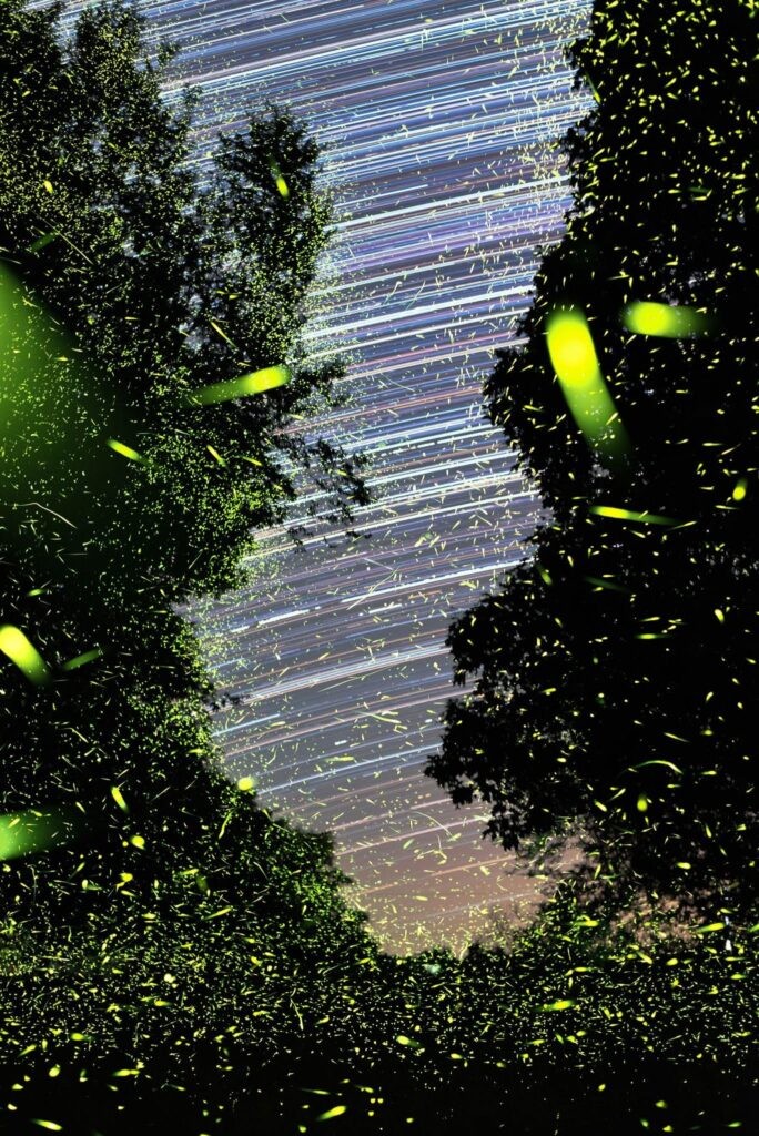 Fireflies and star trails. By Julian Diamond