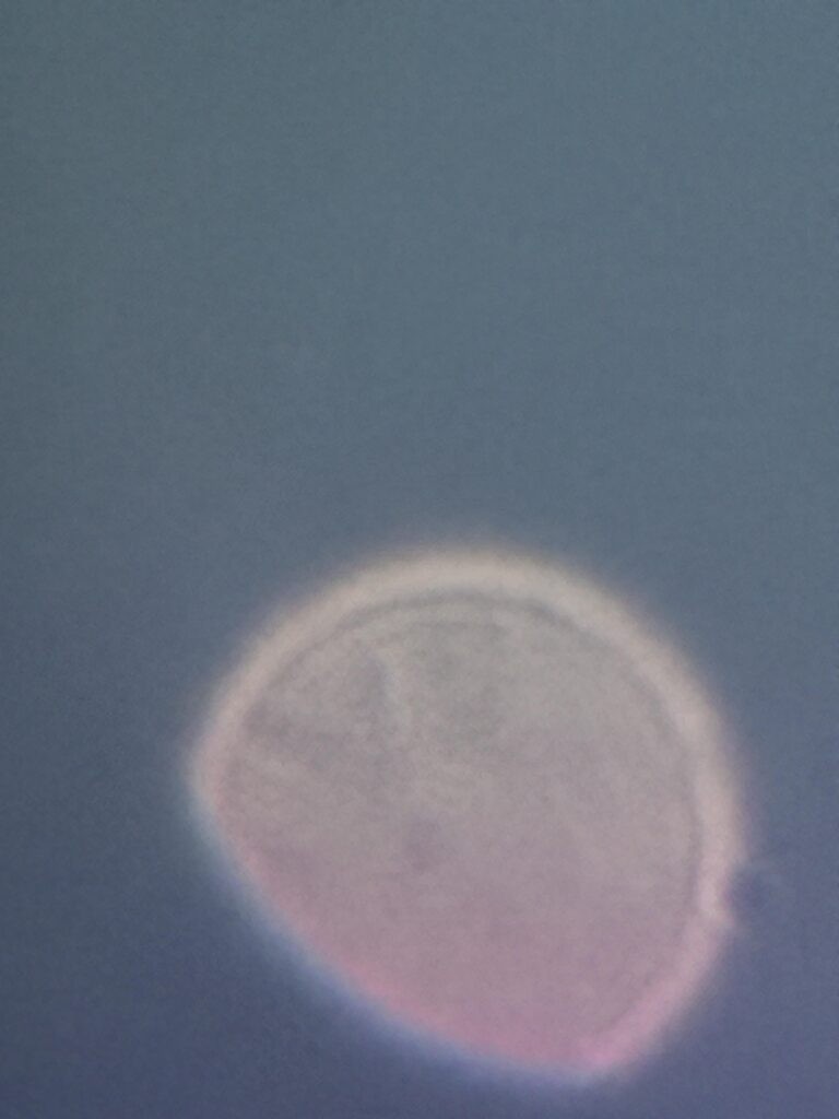 Picture of Venus