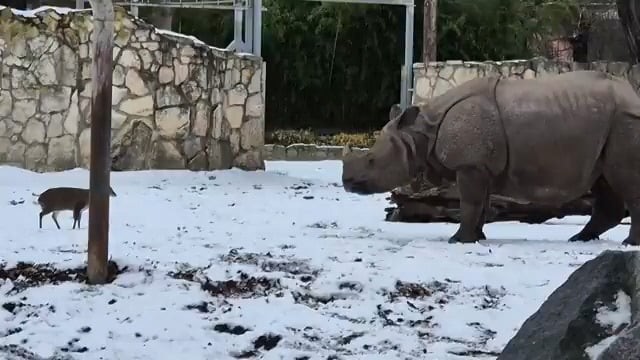A brave 28-pound muntjac deer challenges a 1.7-ton rhino at the Wrocław Zoo